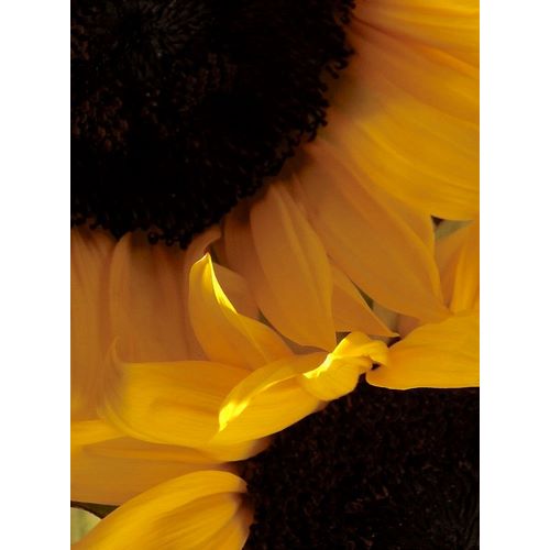 Sunflowers IX