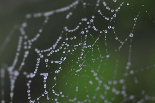 Dewy Web I