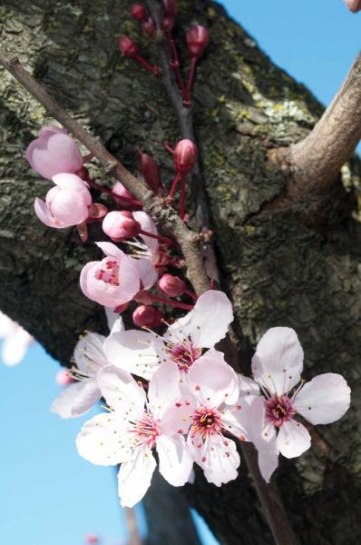 Cherry Blossom I