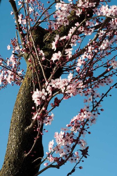Cherry Blossom III