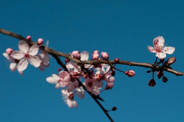 Cherry Blossom IV