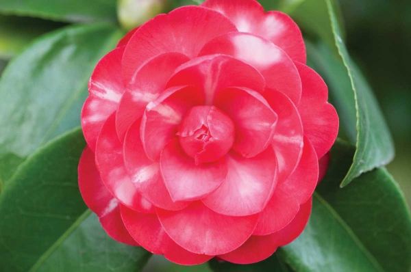 Camellia Flower I