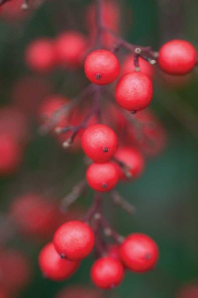 Red Berries I