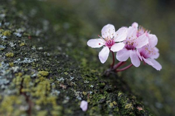 Portland Cherry Blossom I