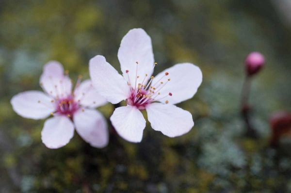 Portland Cherry Blossom II