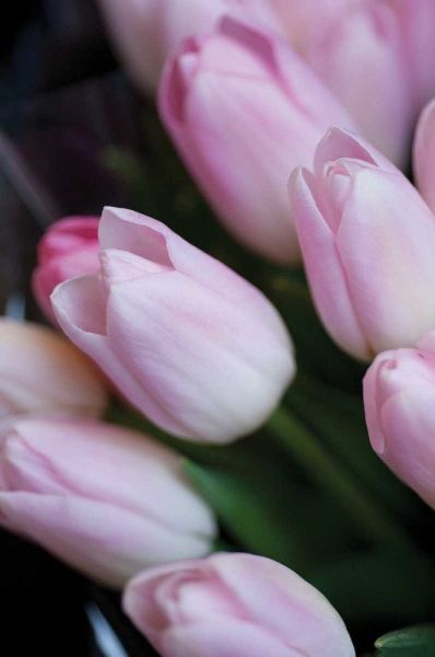 Soft Pink Tulips I