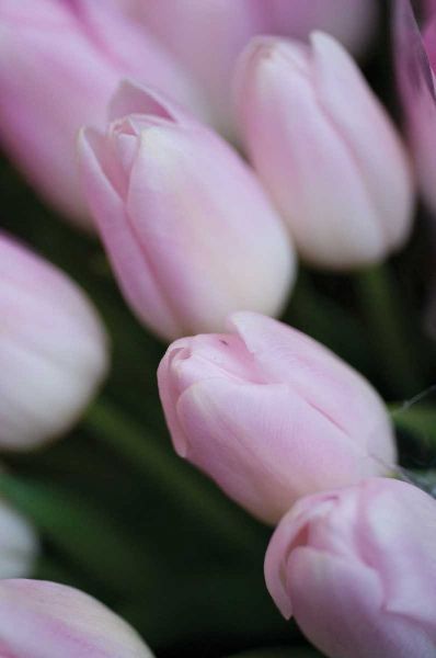 Soft Pink Tulips II