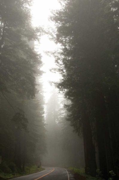 Redwood Highway II