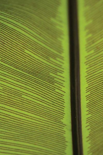 Leaf Detail IV