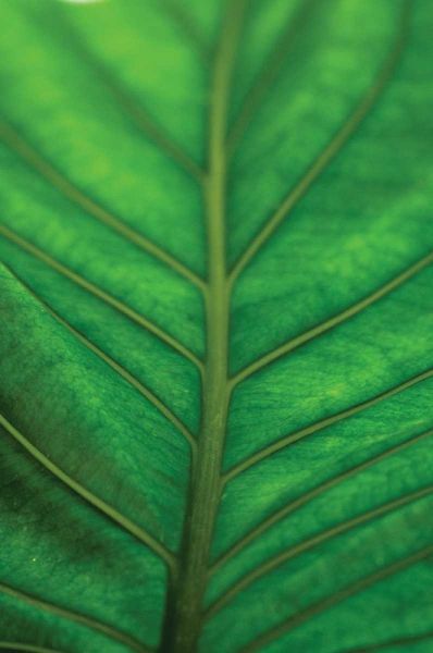 Leaf Detail V