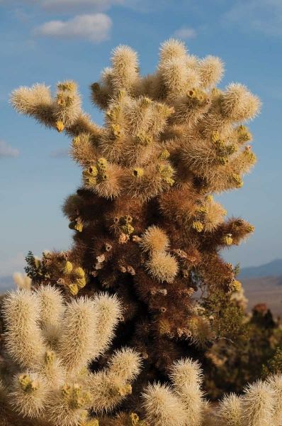 Cholla Cactus II