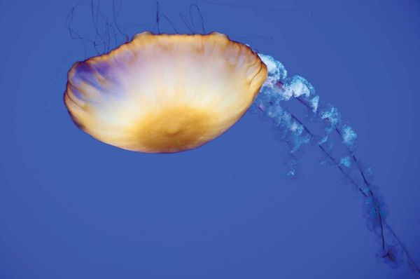 Jellyfish V