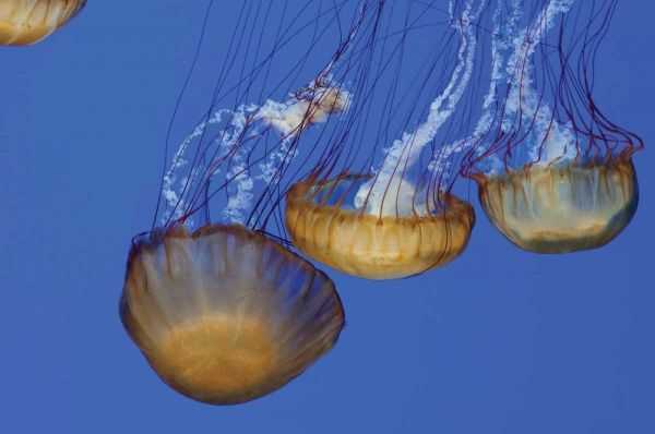 Jellyfish VI