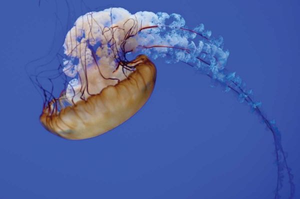 Jellyfish VII