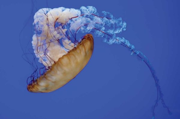 Jellyfish VIII