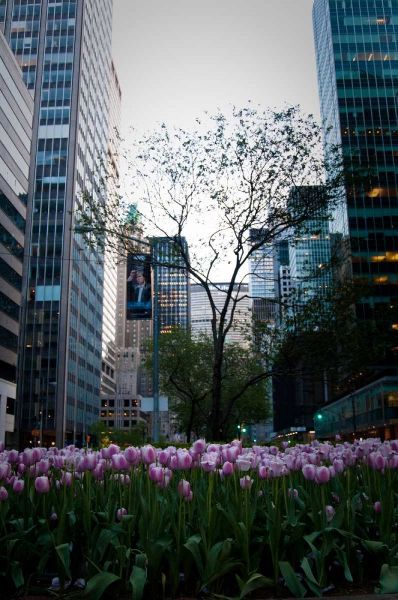 Tulips in Manhattan