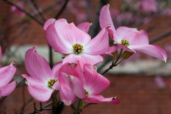 Dogwood Blossoms I