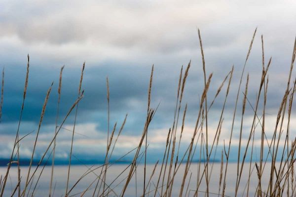 Whidbey Grass II