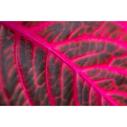 Pink Leaf II