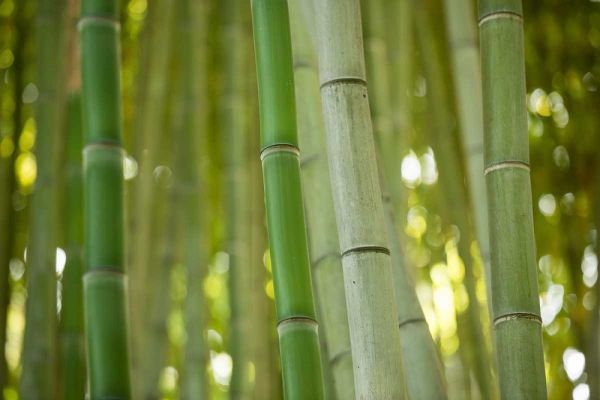 Bamboo and Bokeh II