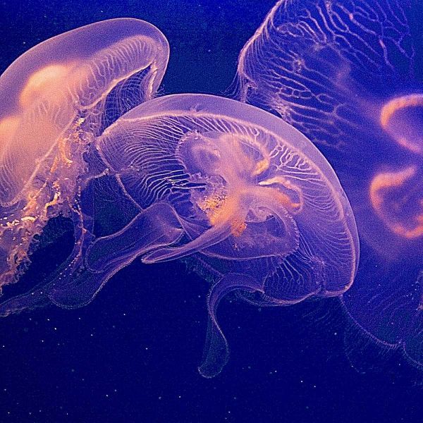 Jellyfish Dance I