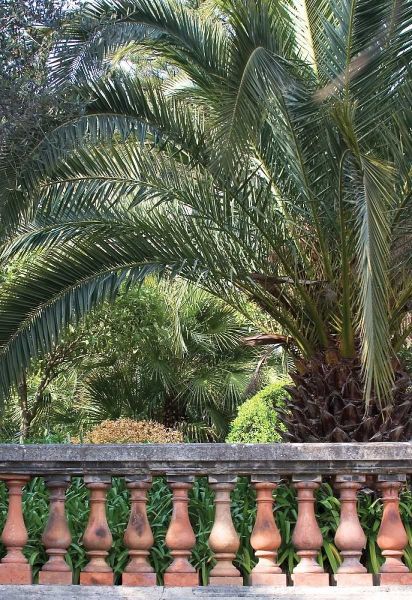 Palace Garden Palms II