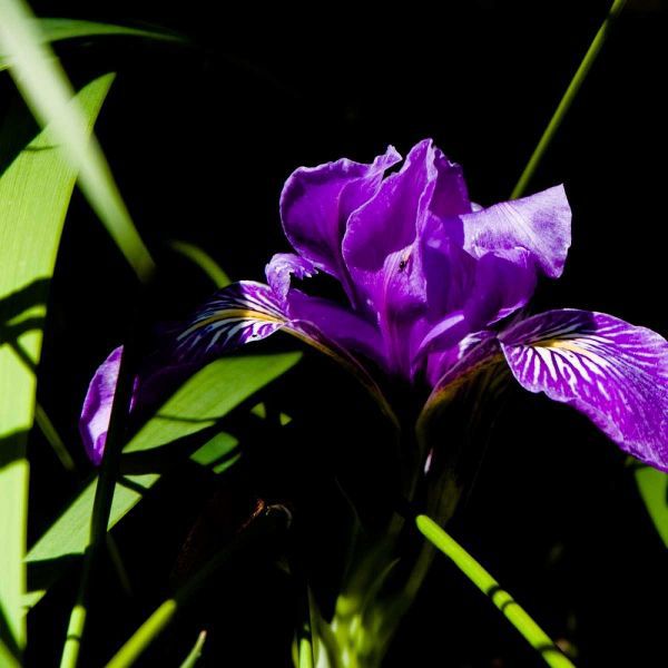 Wild Iris I