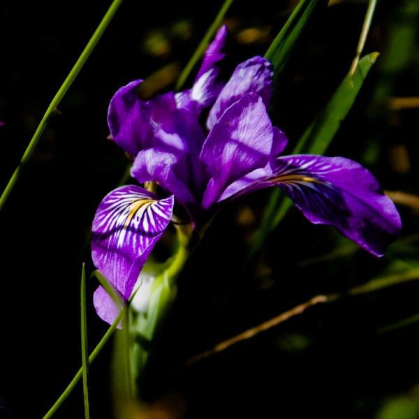 Wild Iris II