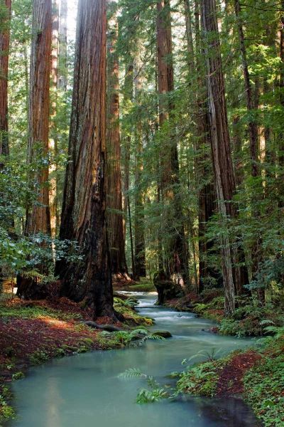 Redwood Forest III
