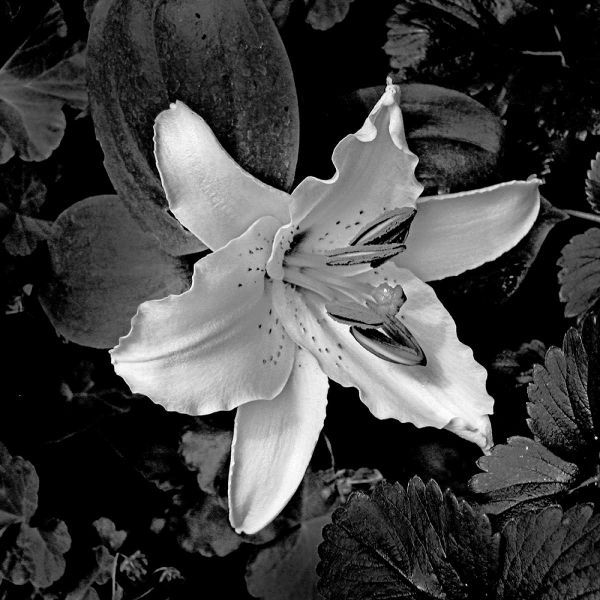 White Lily I
