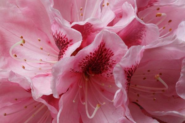 Pink Rhododendron I