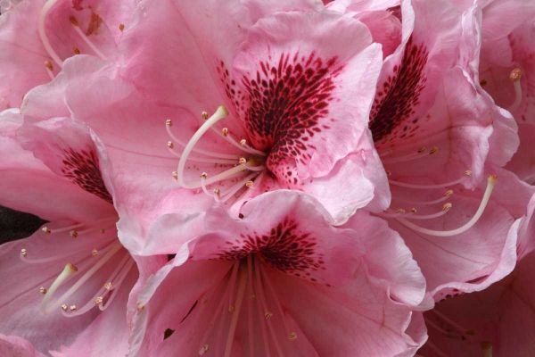 Pink Rhododendron II