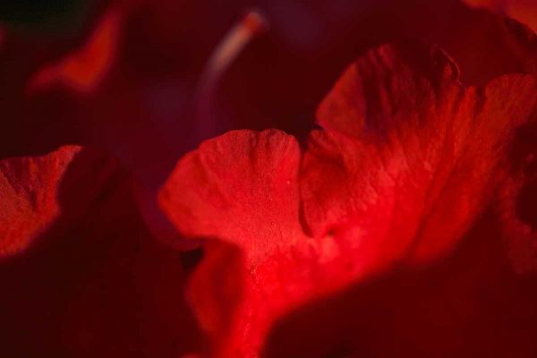 Crimson Petals II
