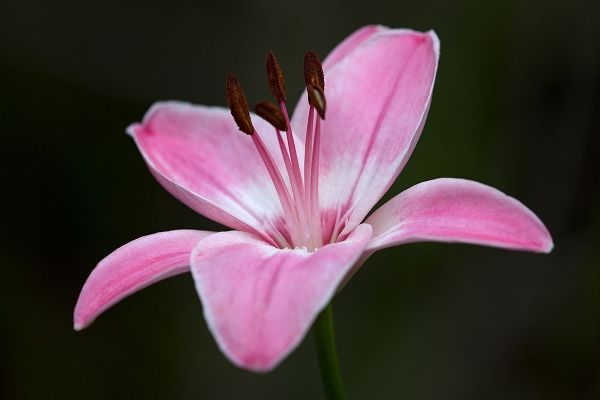Pink Lily II