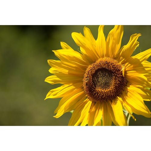 Sunflower and Bee II