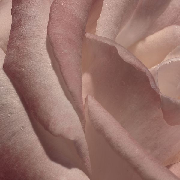Heart of a Rose VII