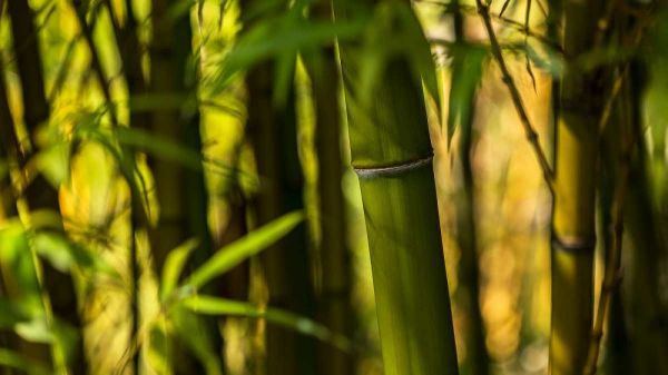 Bamboo Afternoon I