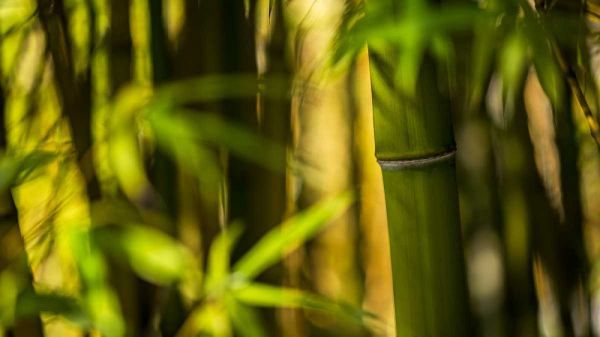 Bamboo Afternoon II