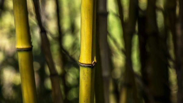 Bamboo Afternoon III