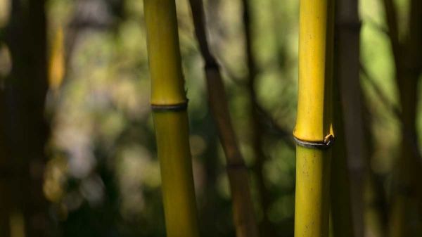 Bamboo Afternoon IV