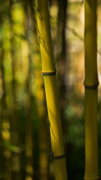 Bamboo Afternoon VII