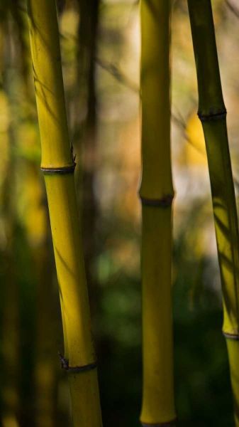 Bamboo Afternoon VIII