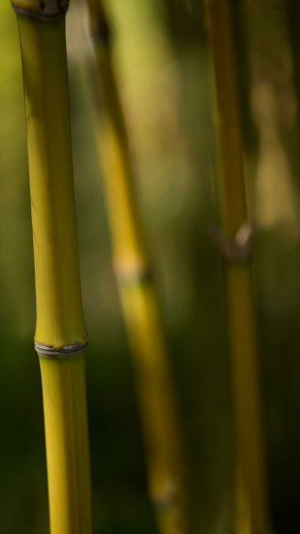 Bamboo Afternoon IX