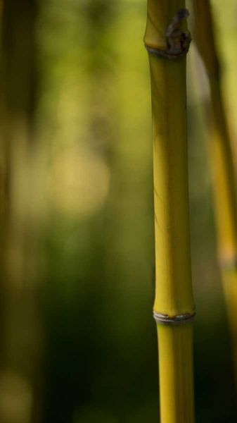 Bamboo Afternoon X