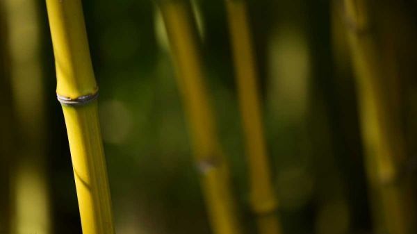 Bamboo Afternoon V