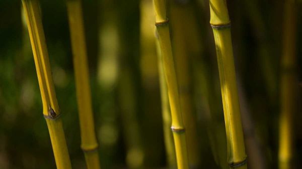 Bamboo Afternoon VI