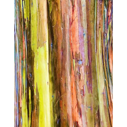 Eucalyptus Bark I