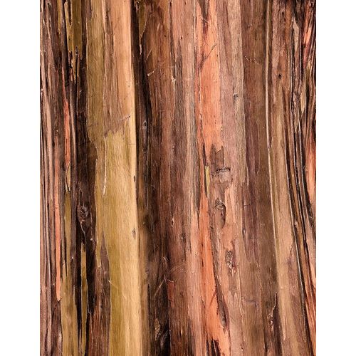 Eucalyptus Bark II