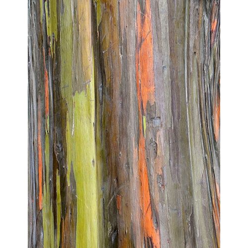 Eucalyptus Bark III