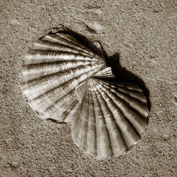 Seashells V